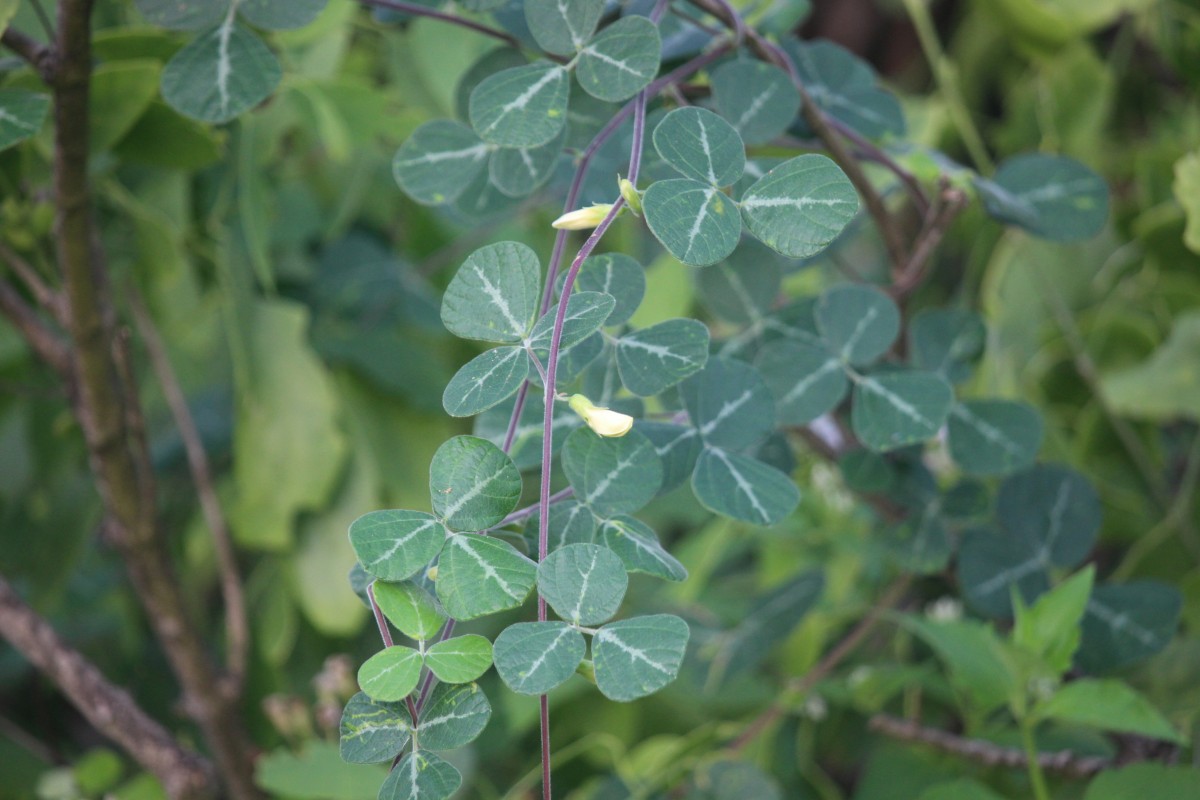 Rhynchosia velutina Wight & Arn.